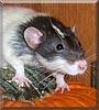 Archie