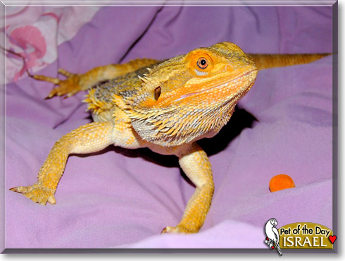 Israel, the Pet of the Day