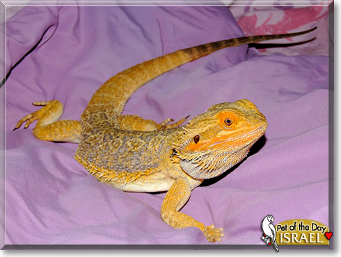 Israel, the Pet of the Day