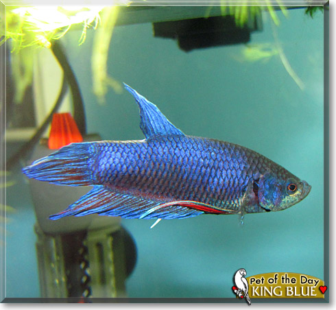 King Blue, the Pet of the Day King Blue, the Pet of the Day