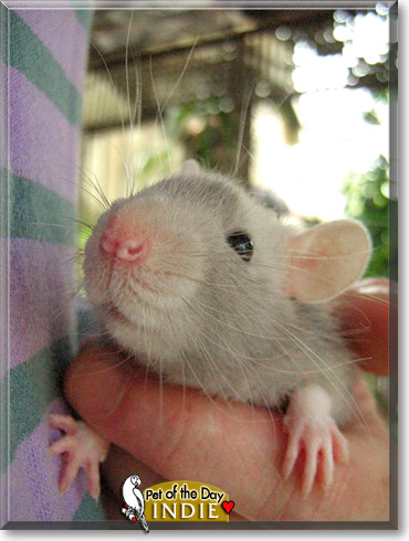 Indiana Jones, the Pet of the Day