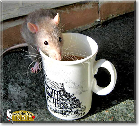 Indiana Jones, the Pet of the Day