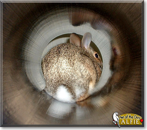 Alfie, the Pet of the Day