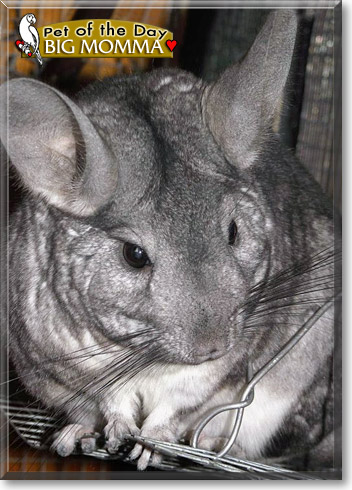 Big Momma, the Pet of the Day