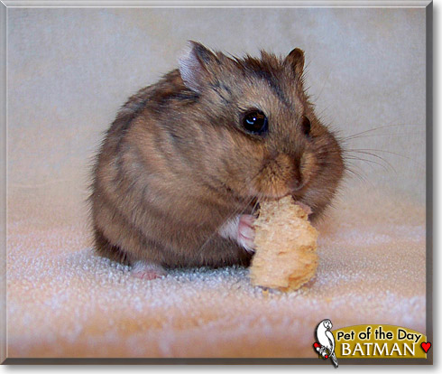 BatMan, the Pet of the Day