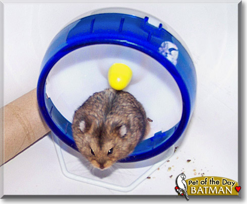 BatMan, the Pet of the Day