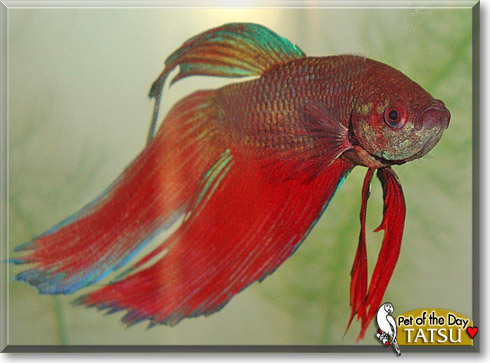 Tatsu, the Pet of the Day