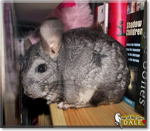 Dale, the Pet of the Day