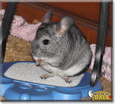 Dale, the Pet of the Day