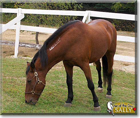 Mustang Sally, the Pet of the Day