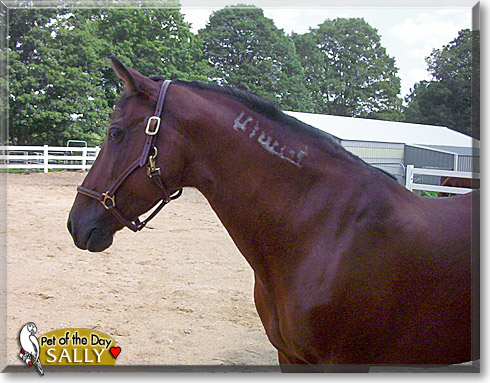 Mustang Sally, the Pet of the Day