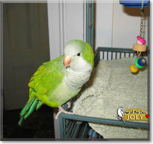 Joey, the Pet of the Day