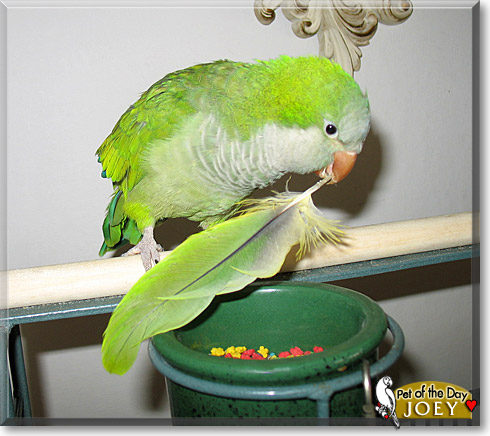 Joey, the Pet of the Day
