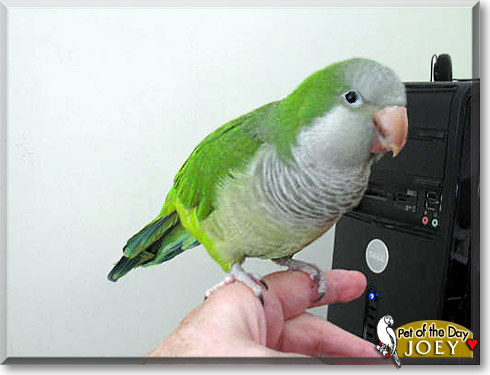 Joey, the Pet of the Day