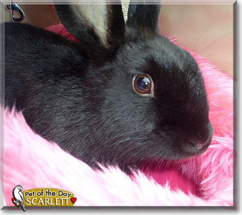 Scarlett, the Pet of the Day