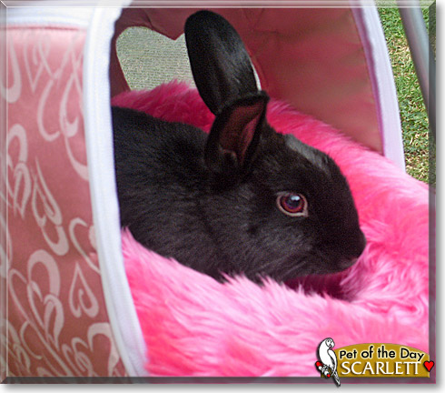 Scarlett, the Pet of the Day