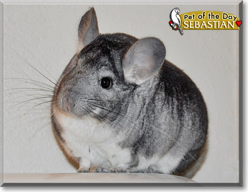 Sebastian, the Pet of the Day