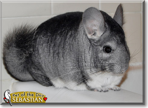 Sebastian, the Pet of the Day