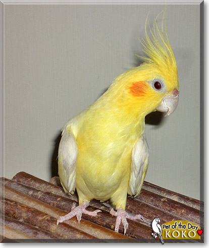 Koko, the Pet of the Day