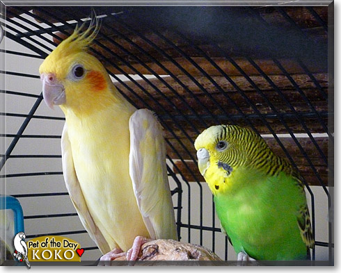 Koko, the Pet of the Day