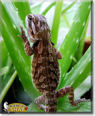 Shay, the Pet of the Day