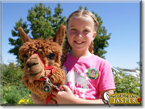 Jasper, the Pet of the Day