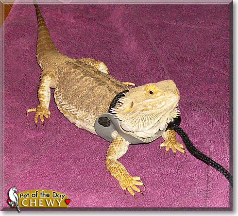 Chewy, the Pet of the Day