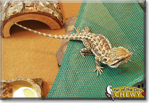 Chewy, the Pet of the Day