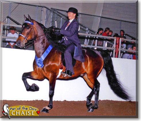 Chaise, the Pet of the Day