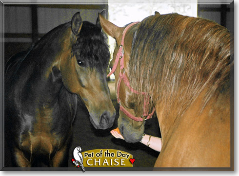Chaise, the Pet of the Day