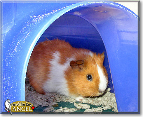 Angel, the Pet of the Day