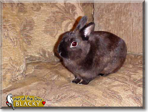 Blacky, the Pet of the Day