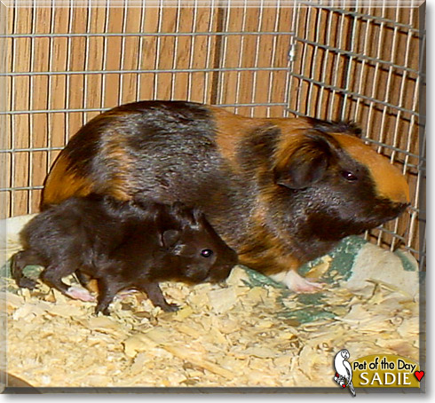 Sadie, the Pet of the Day