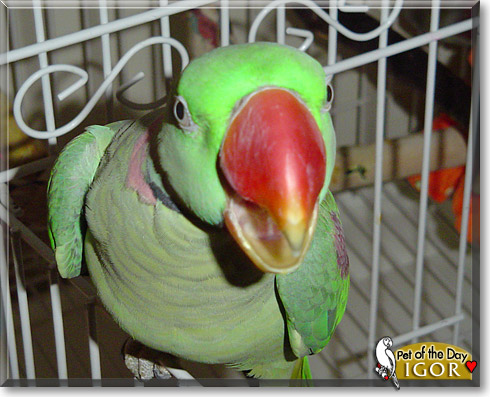 Igor, the Pet of the Day