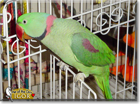 Igor, the Pet of the Day