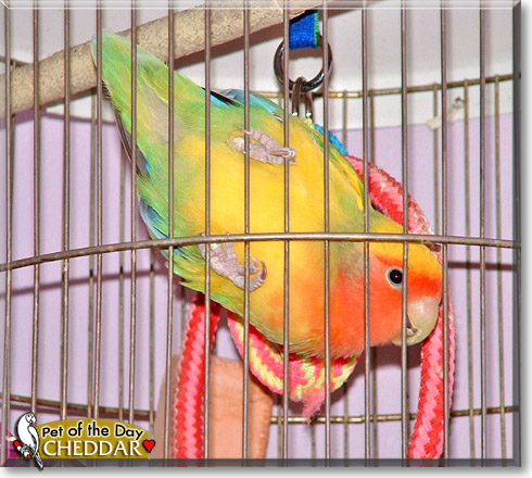 Cheddar, the Pet of the Day