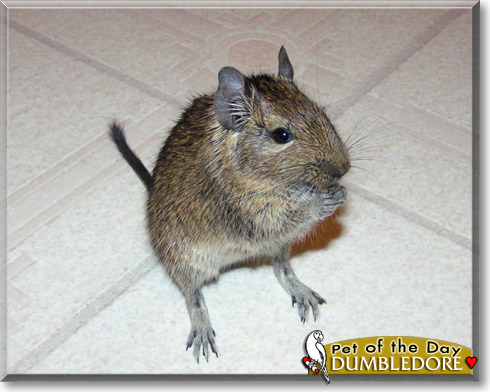 Dumbledore, the Pet of the Day