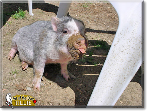 Tillie, the Pet of the Day