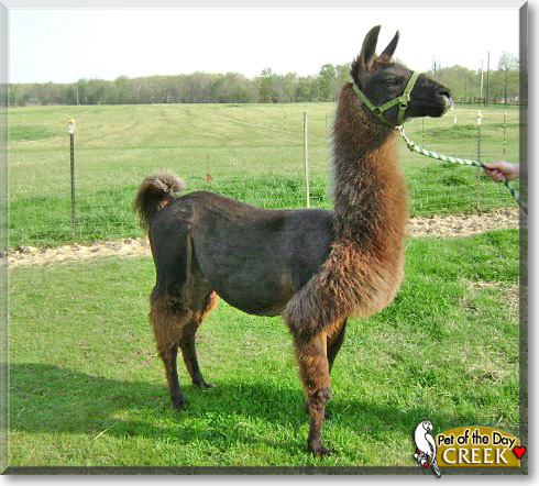 Creek, the Pet of the Day