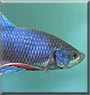 King Blue