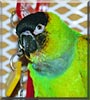 Sammy