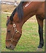 Mustang Sally