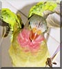 Elpee