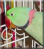 Igor
