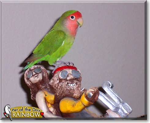 Rainbow, the Pet of the Day