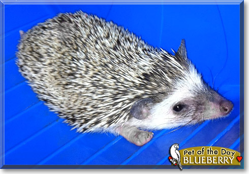 Blueberry, the Pet of the Day