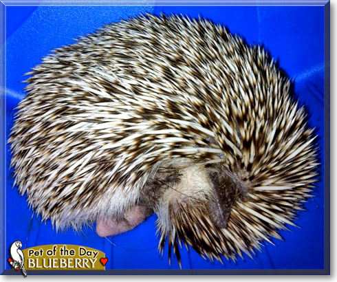 Blueberry, the Pet of the Day