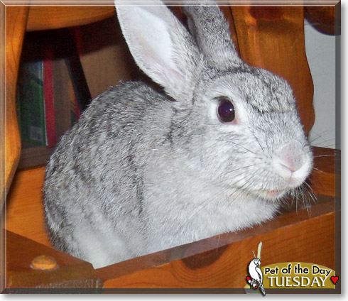 Tuesday, the Pet of the Day