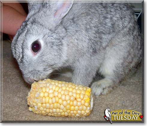 Tuesday, the Pet of the Day