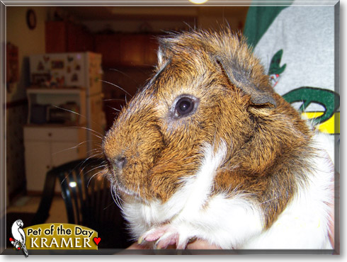 Kramer, the Pet of the Day